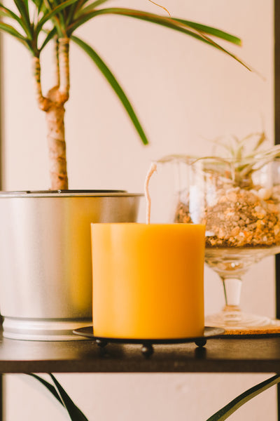 3" by 3" beeswax pillar candle on a shelf. in the background is an air plant on a glass goblet and next to it is a potted plant