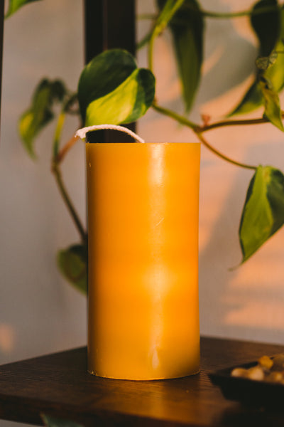 3" by 6" beeswax pillar on a shelf with shadows casting on it. behind the beeswax pillar is a hanging philodendron