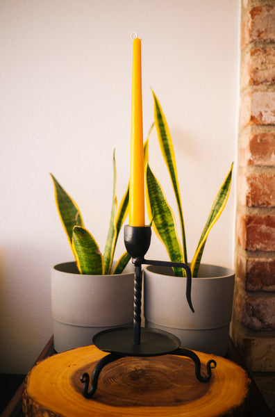 single beeswax taper candle on a black candle holder. in the background are two potted snake plants